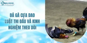 Luật Thi Đấu Đá Gà Cựa Dao Và Kinh Nghiệm Theo Dõi