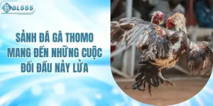 Sảnh Đá Gà Thomo Mang Đến Những Cuộc Đối Đầu Nảy Lửa