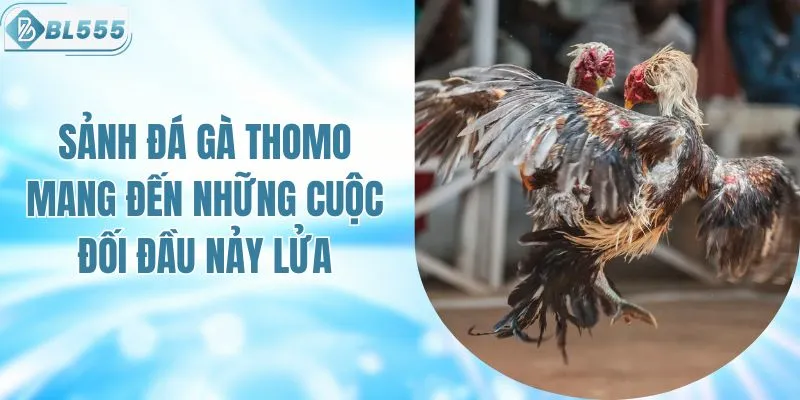 Sảnh Đá Gà Thomo Mang Đến Những Cuộc Đối Đầu Nảy Lửa