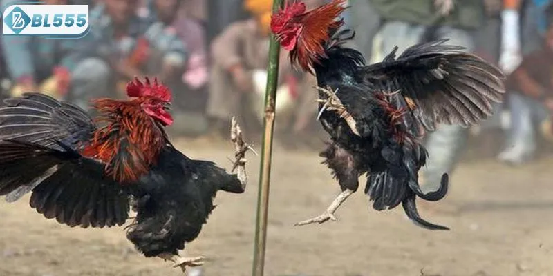 Những kinh nghiệm chơi đá gà bách thắng