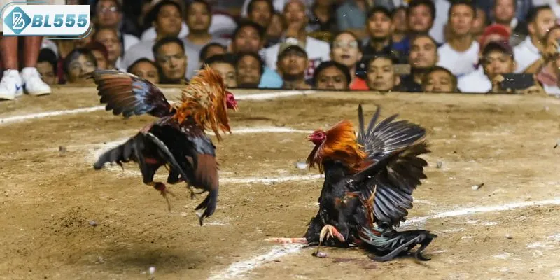 Những nguyên tắc riêng trong đá gà cựa dao